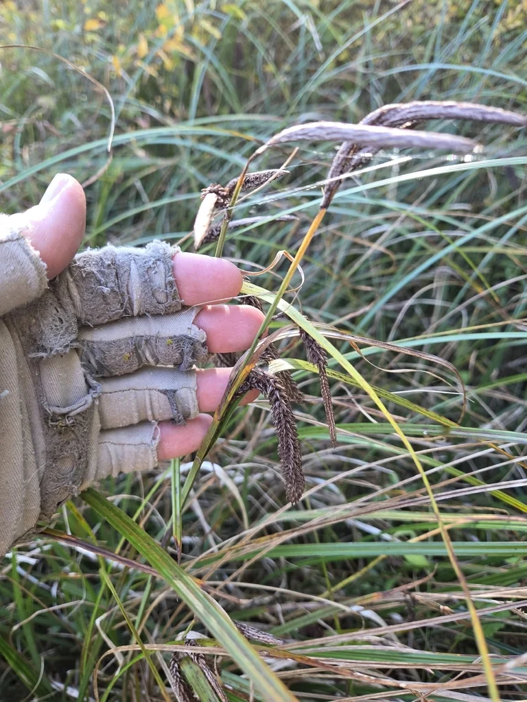 Carex Obnupta