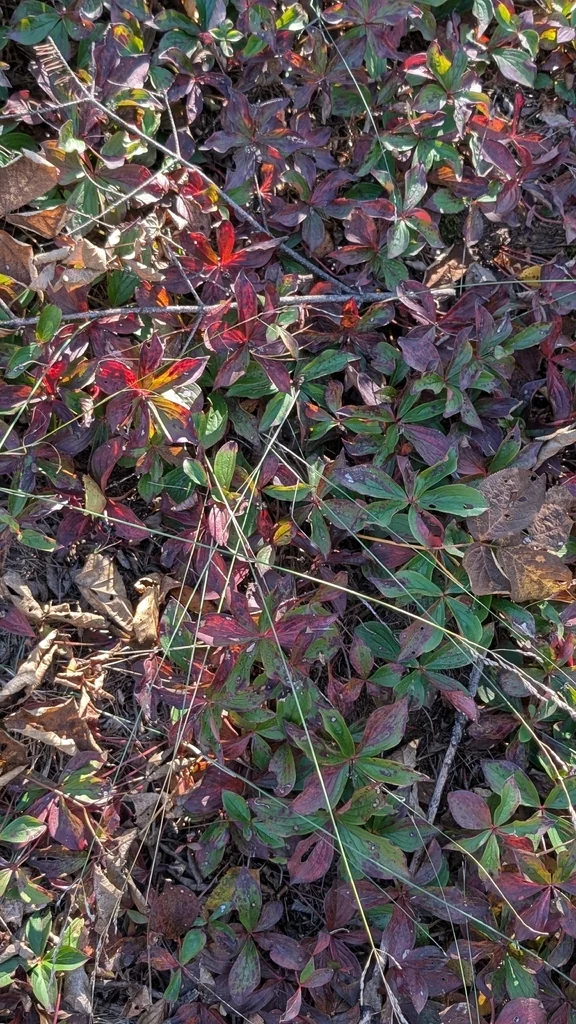 Cornus Canadensis