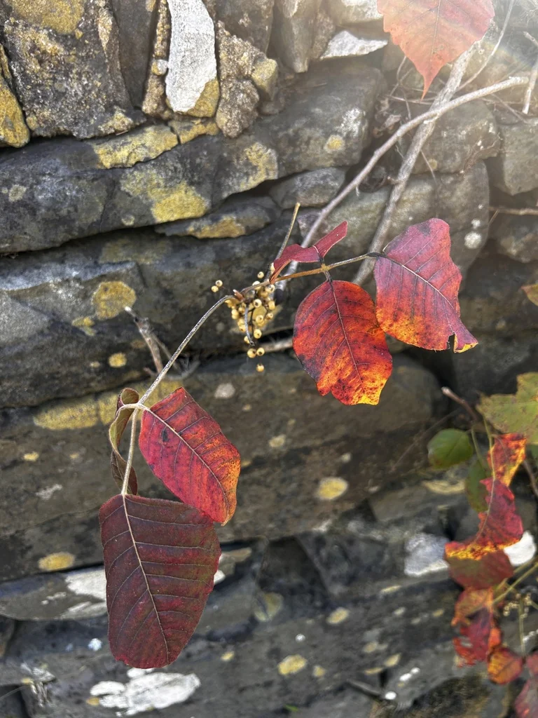 Toxicodendron Radicans
