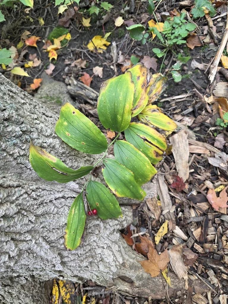 Smilacina Racemosa