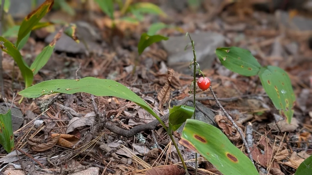 Convallaria Majalis