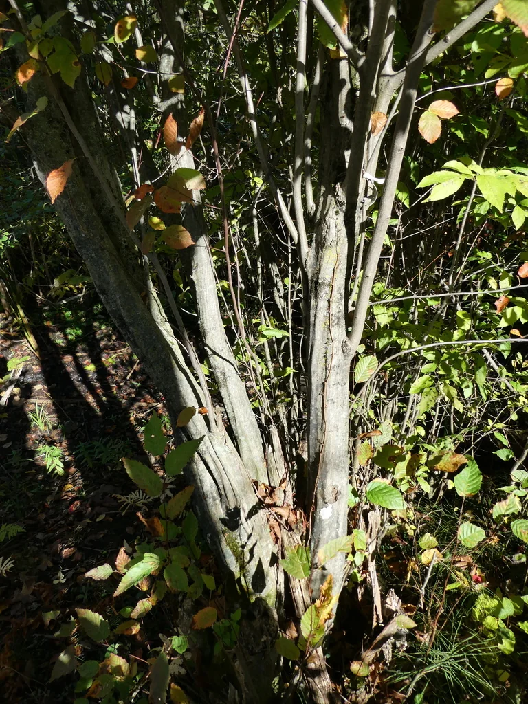 Carpinus Caroliniana