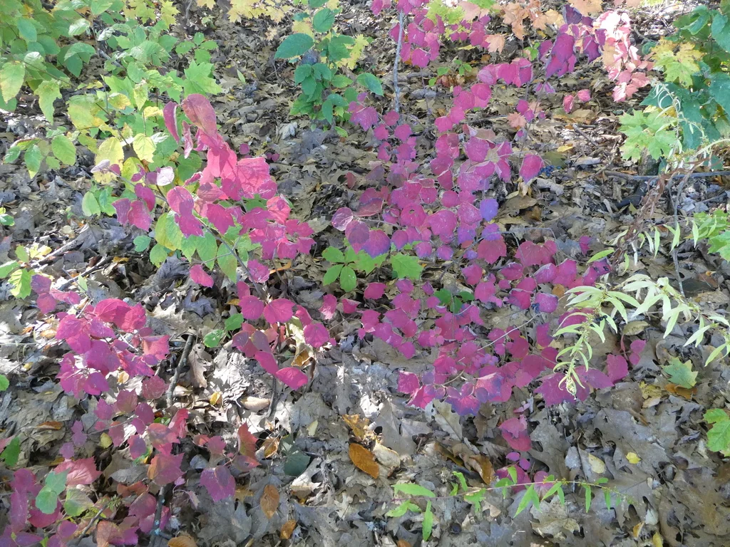 Viburnum Acerifolium