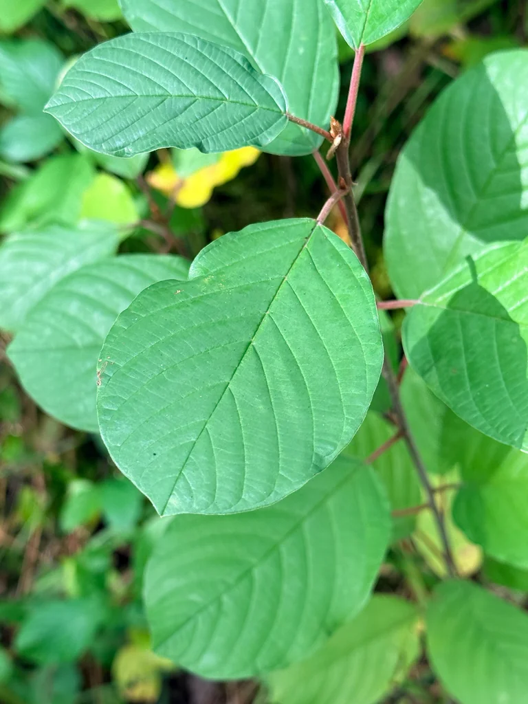 Rhamnus frangula