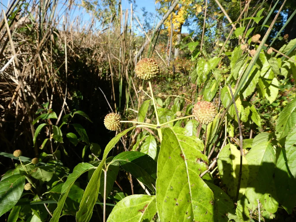 Cephalanthus Occidentalis
