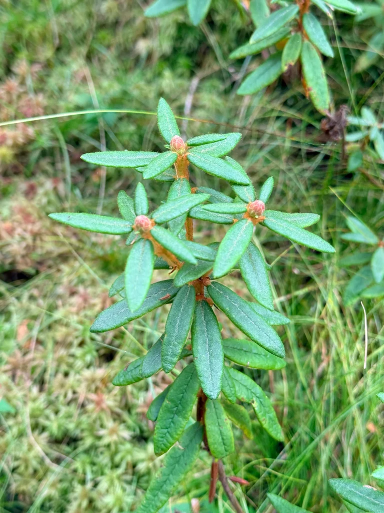 Rhododendron Groenlandicum