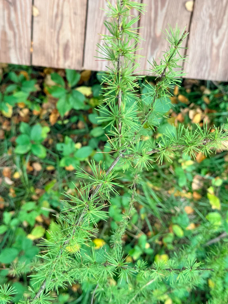 Larix Laricina