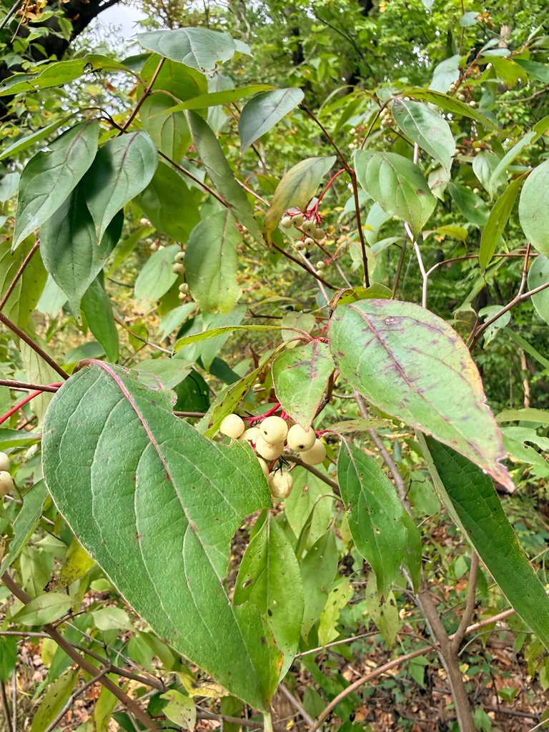 Cornus Racemosa