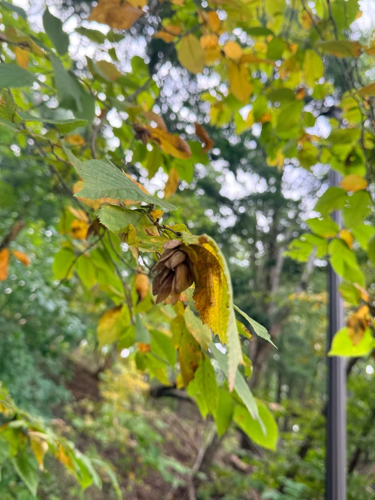 Ostrya Virginiana