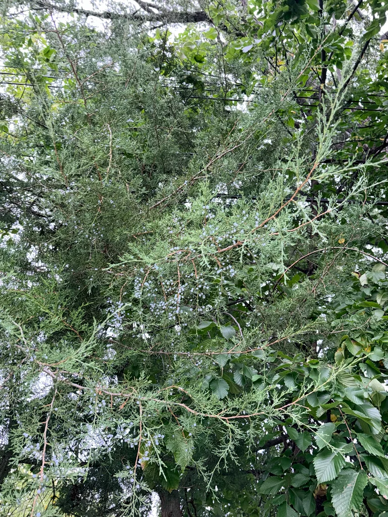 Juniperus Virginiana