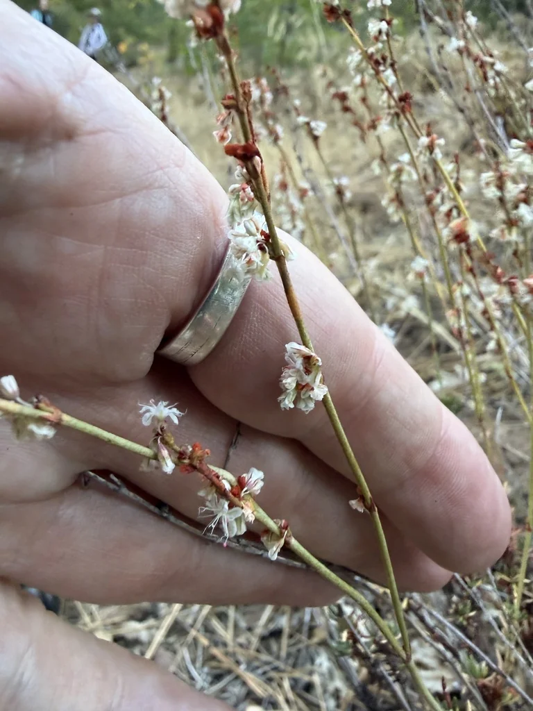 Eriogonum Wrightii