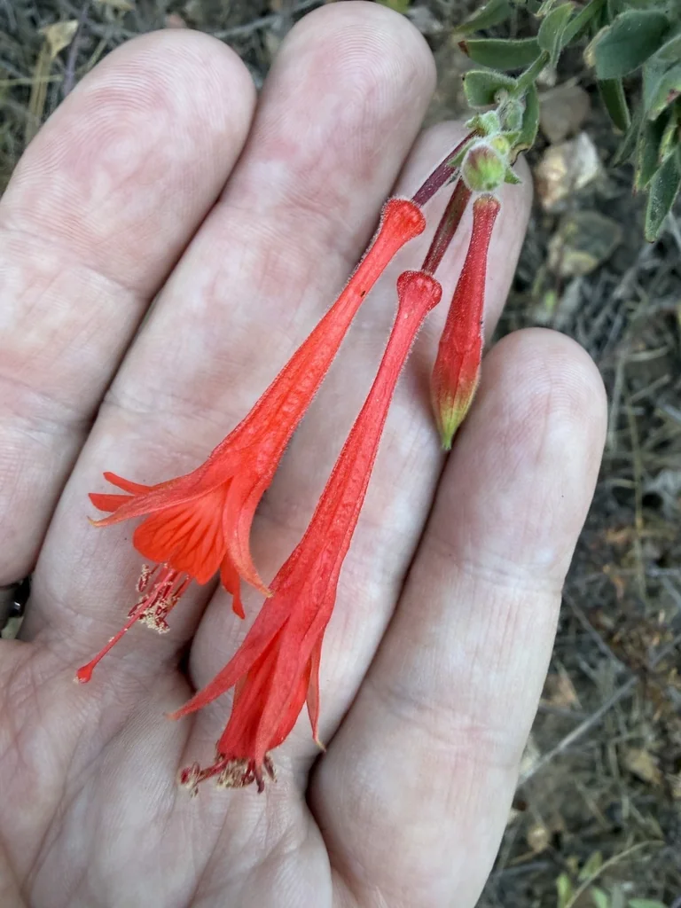 Zauschneria Californica