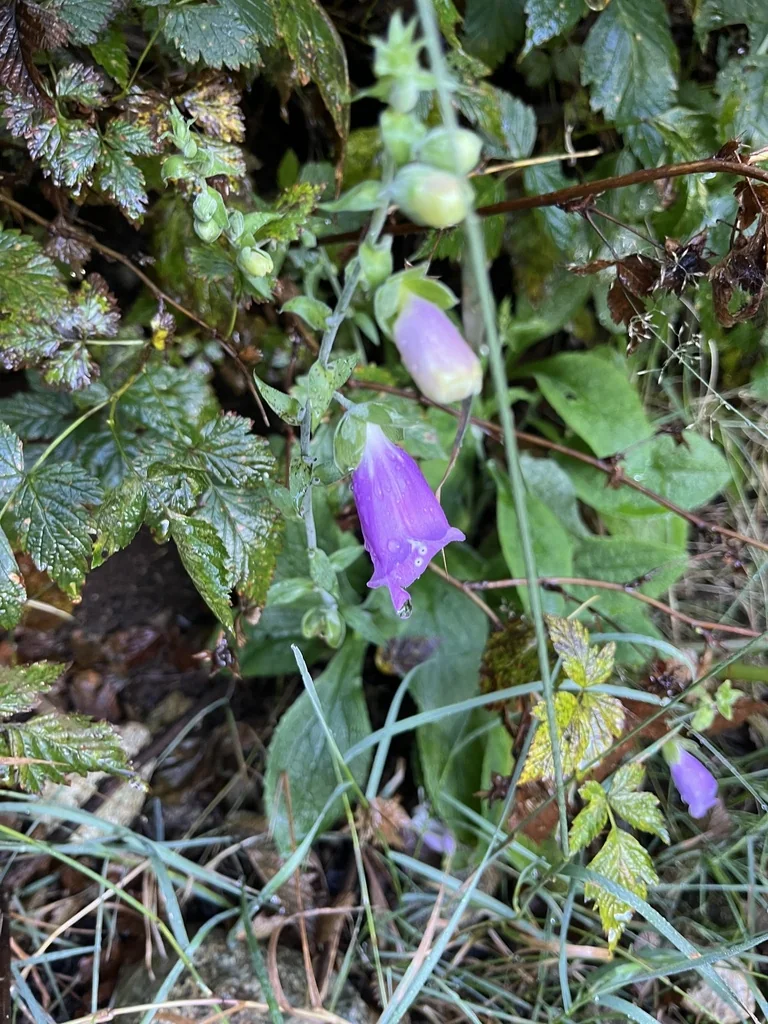 Digitalis Purpurea