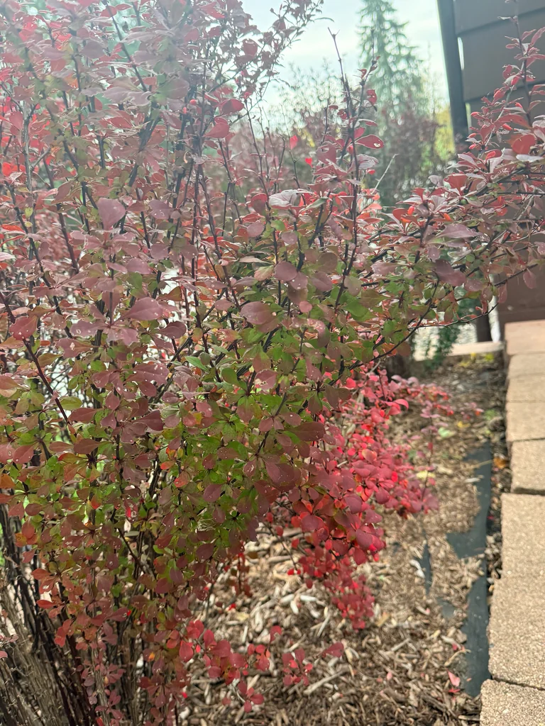 Berberis Thunbergii