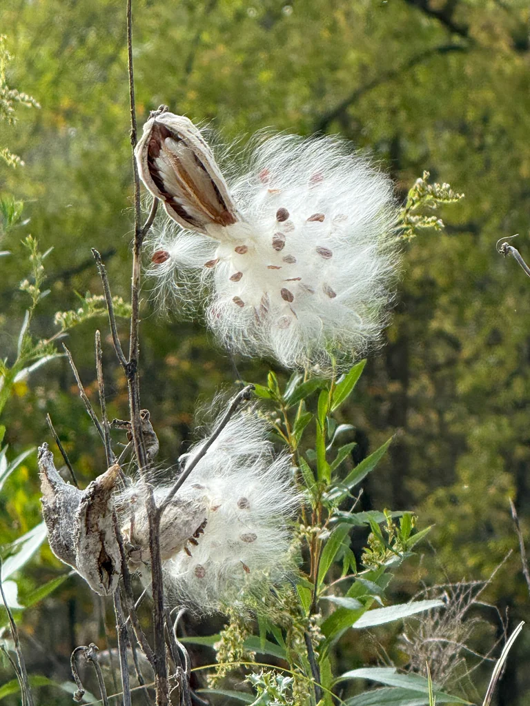 Asclepias Syriaca