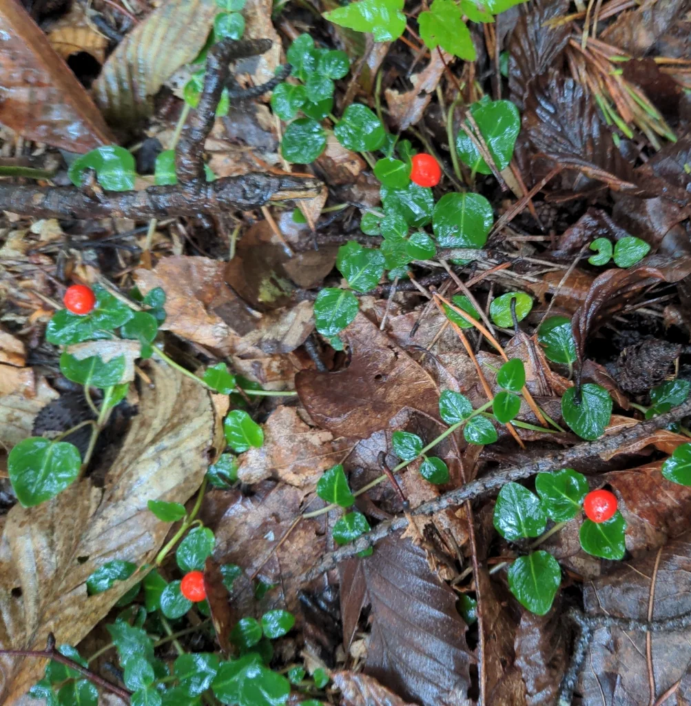 Mitchella Repens