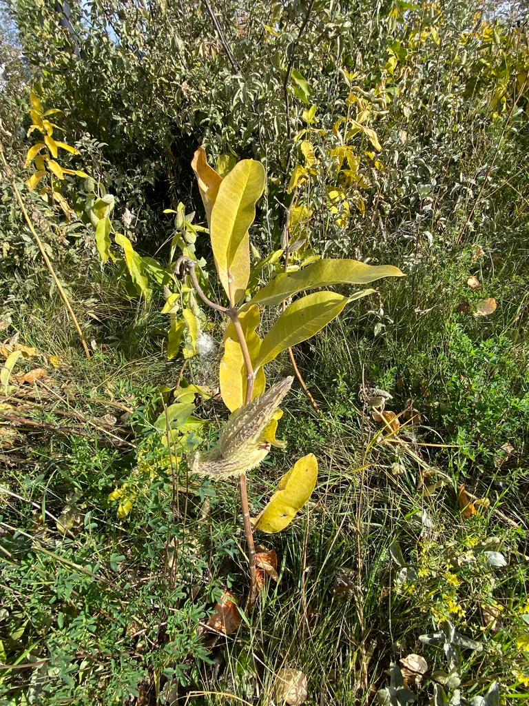 Asclepias Speciosa