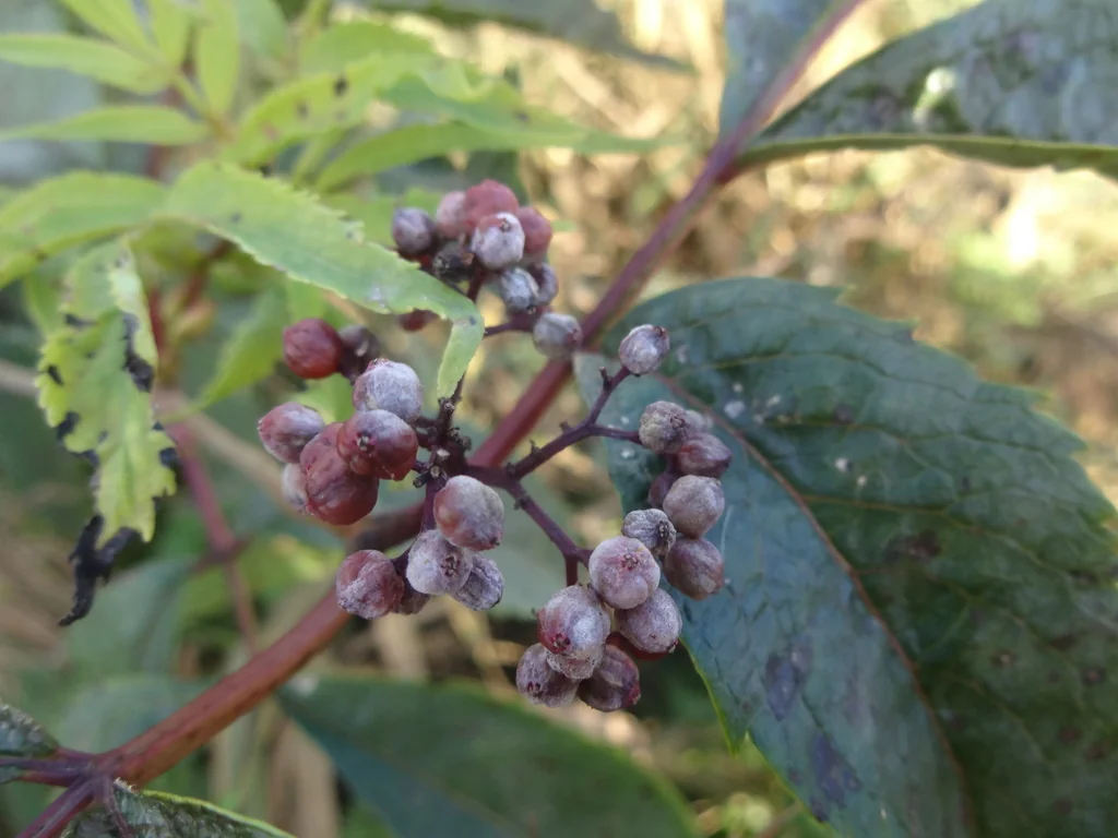 Sambucus Racemosa