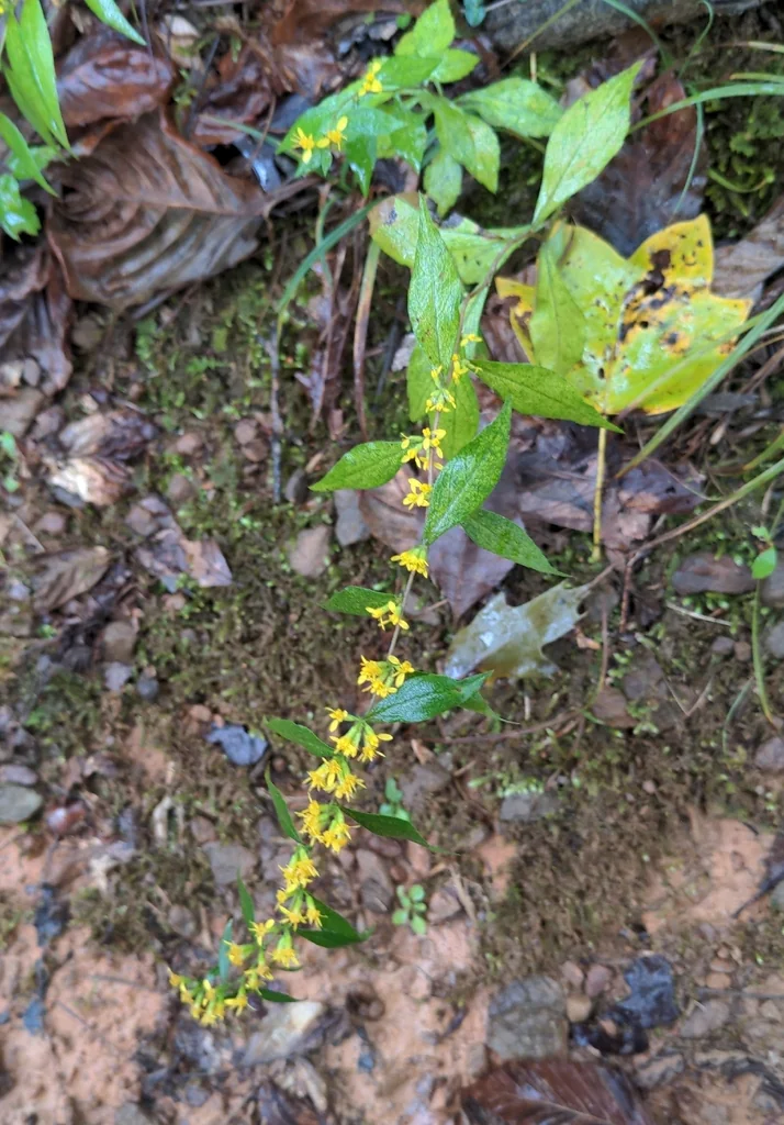 Solidago Caesia