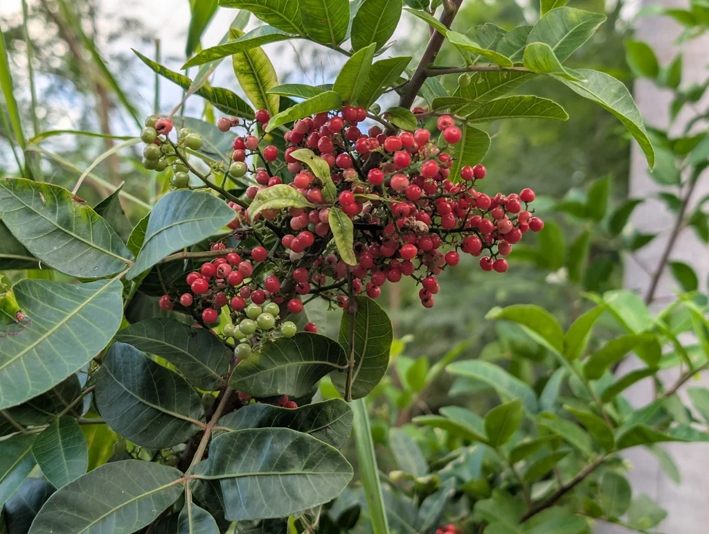 Schinus Terebinthifolius