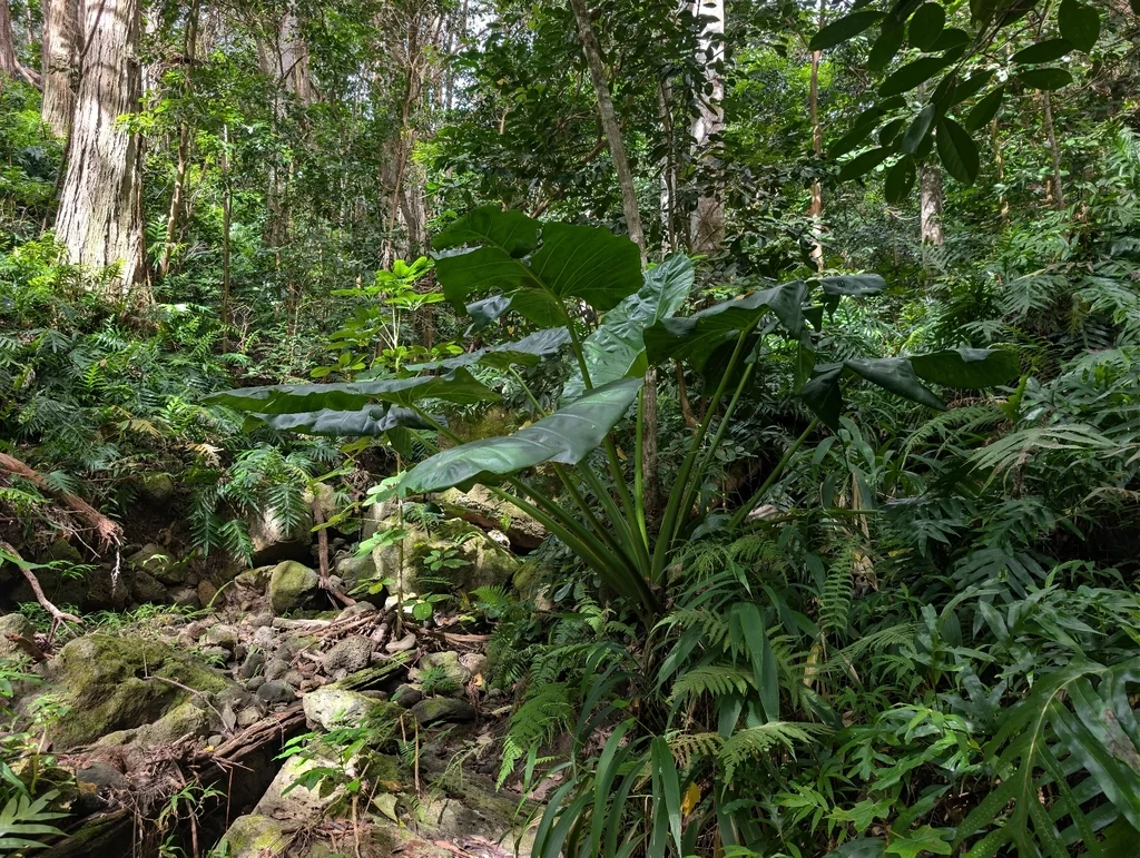 Alocasia amazonica