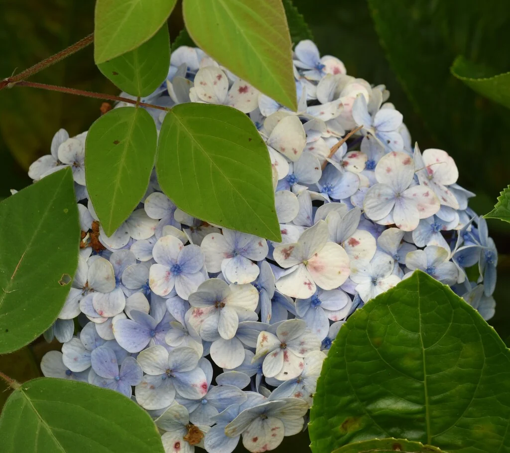 Hydrangea macrophylla