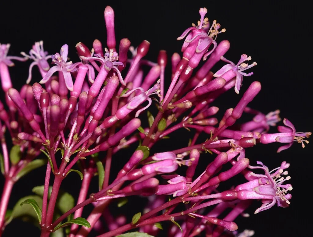 Fuchsia Paniculata
