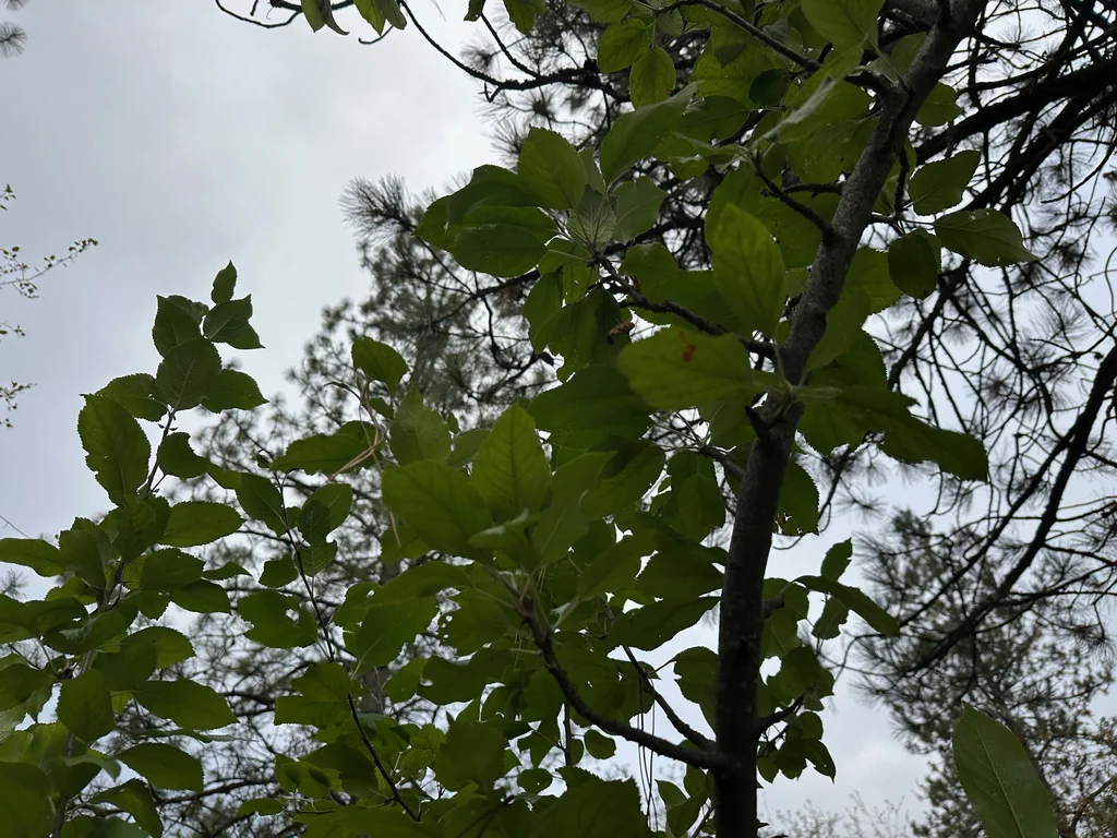 Malus Pumila
