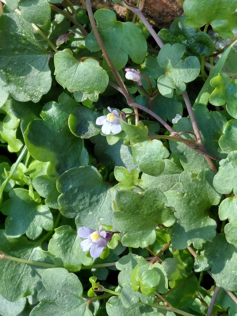 Cymbalaria Muralis
