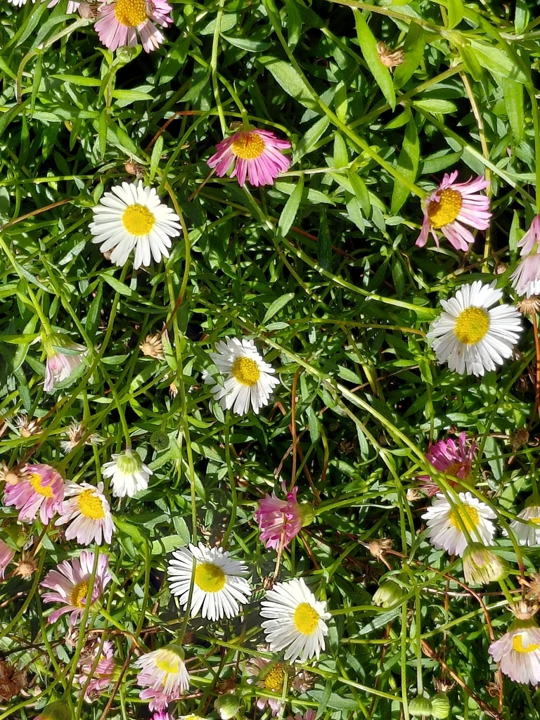 Erigeron Karvinskianus