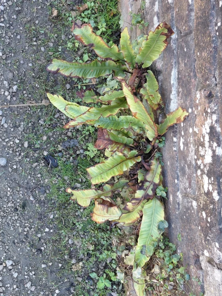 Asplenium Scolopendrium