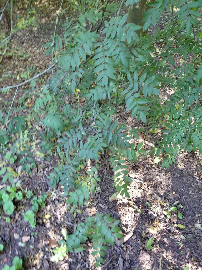 Sorbus Aucuparia