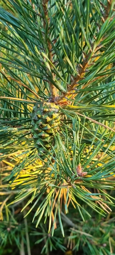 Pinus Sylvestris