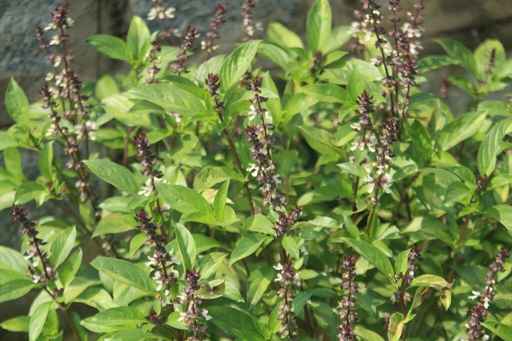 Ocimum basilicum