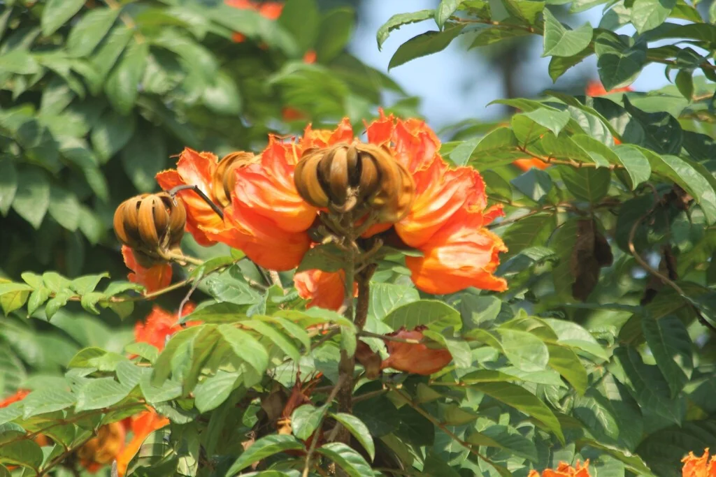 Spathodea Campanulata