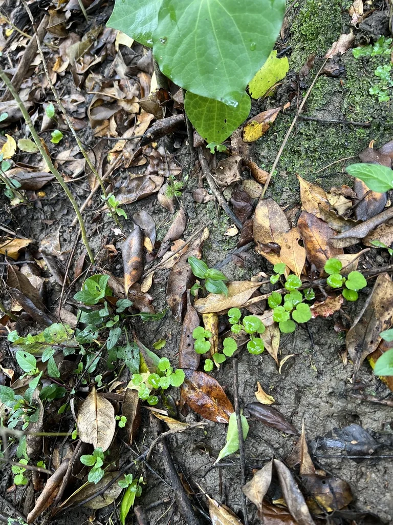 Tradescantia fluminensis
