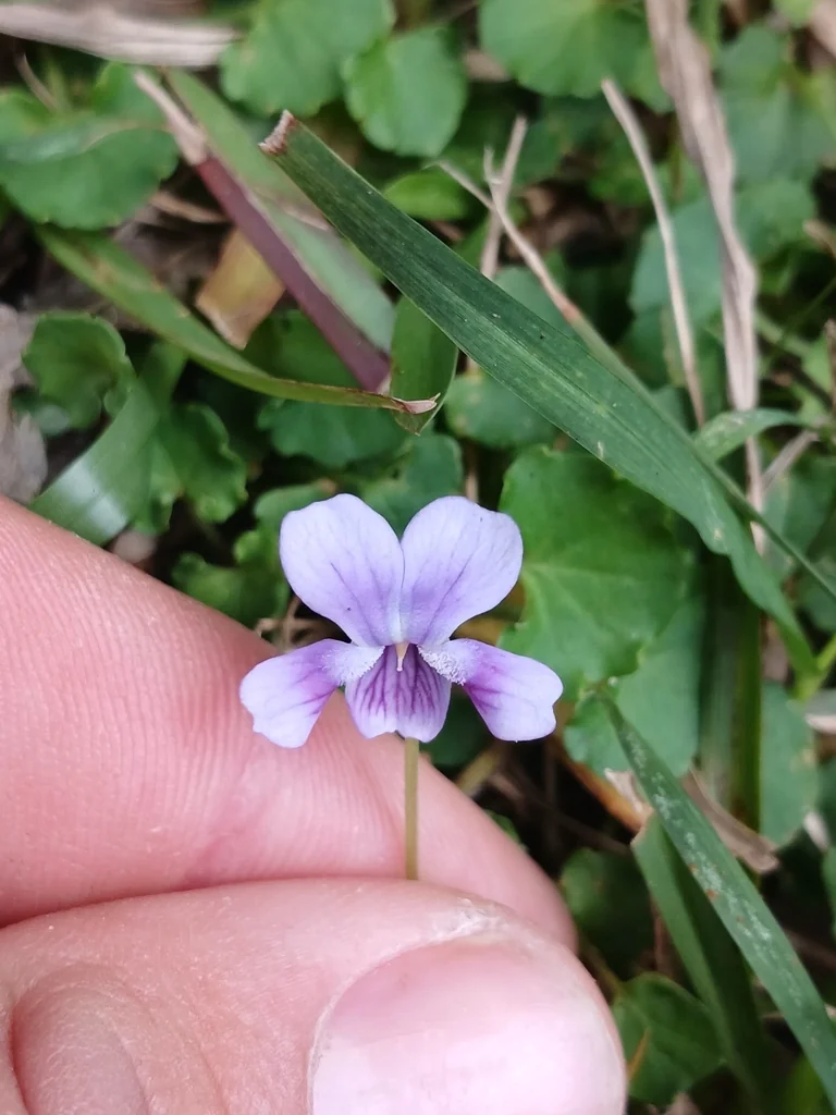 Viola hederacea