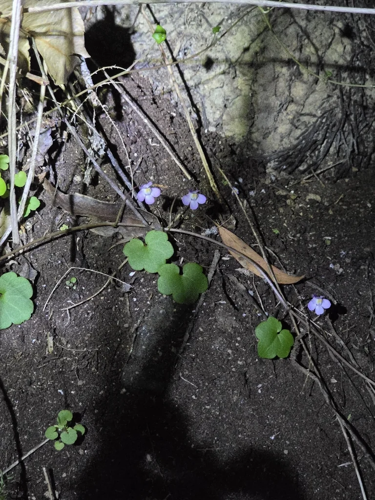 Cymbalaria Muralis