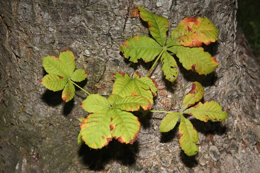Aesculus Hippocastanum