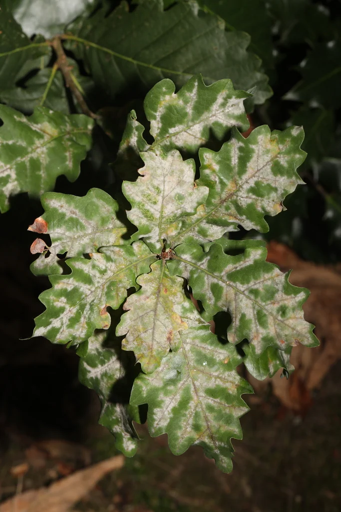 Quercus Robur