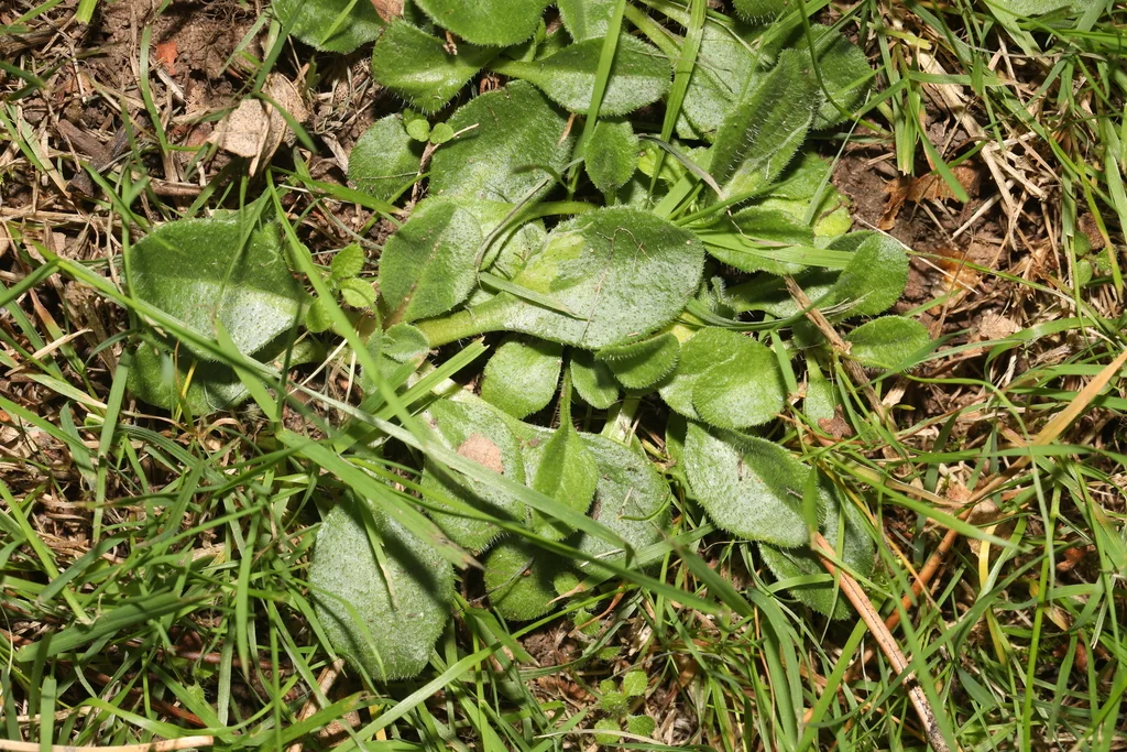 Bellis Perennis