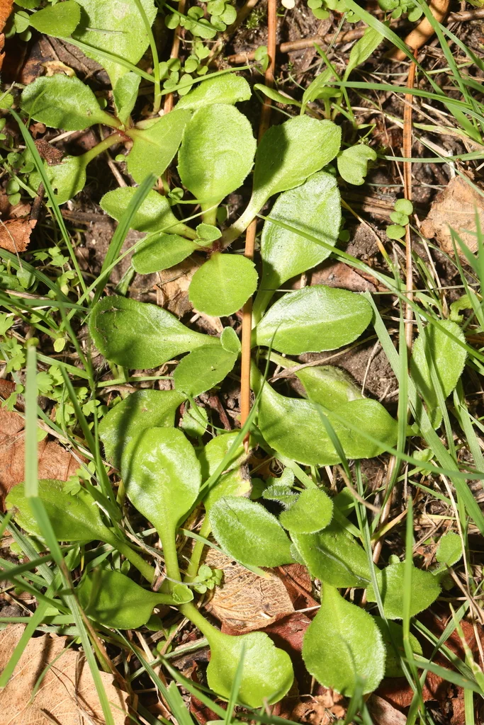 Bellis Perennis
