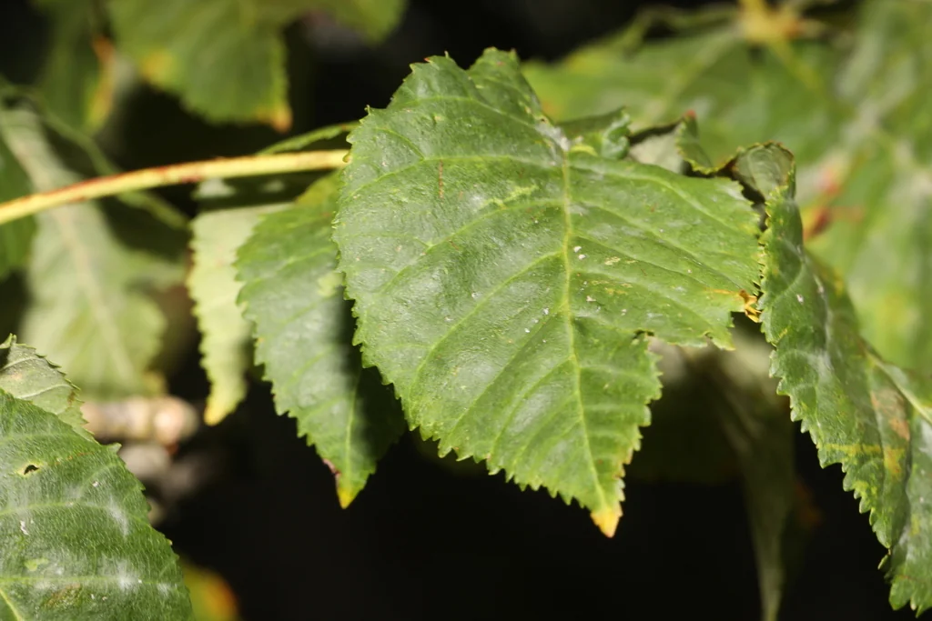 Carpinus Betulus