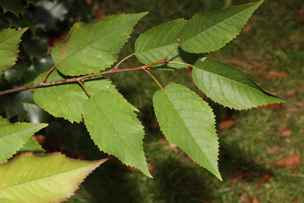 Prunus Avium