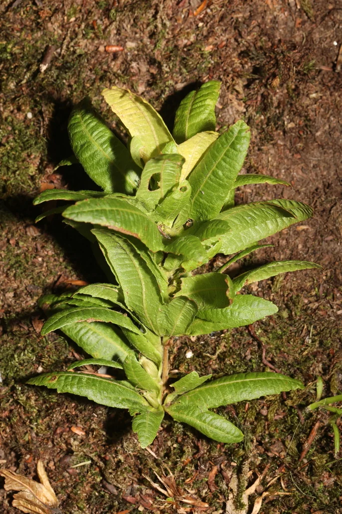 Carpinus Betulus