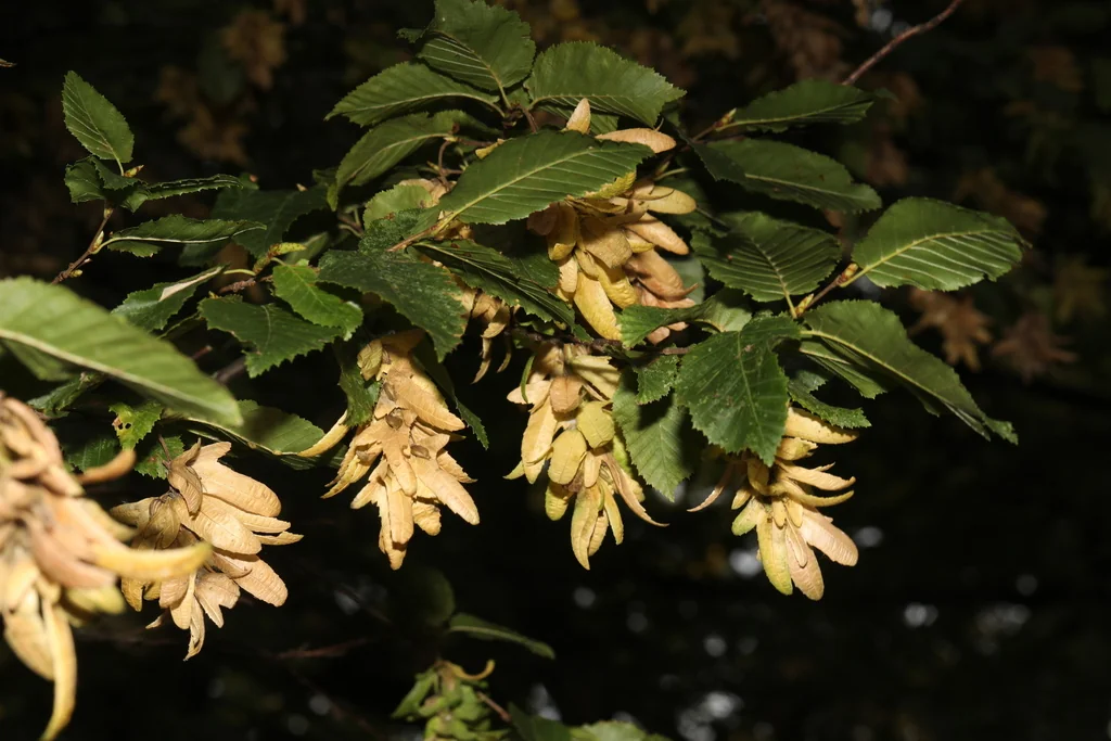 Carpinus Betulus