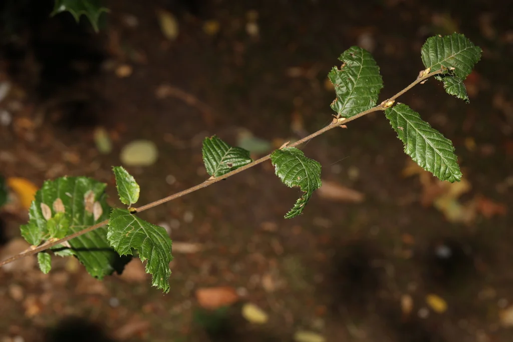 Carpinus Betulus