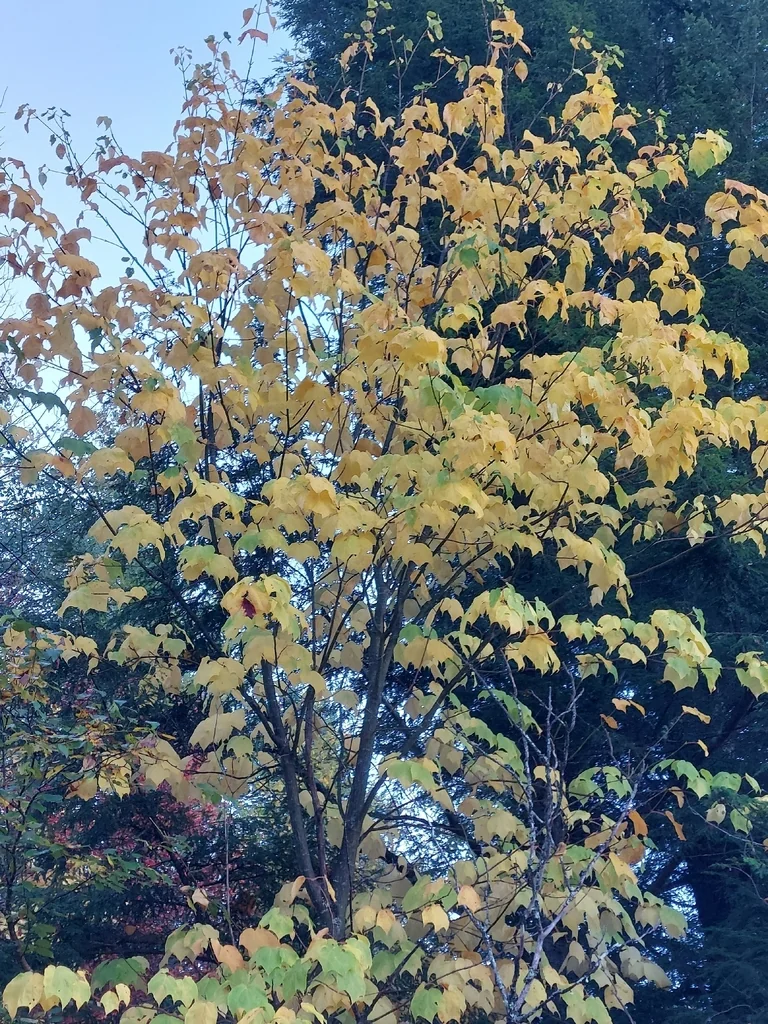 Acer Pensylvanicum