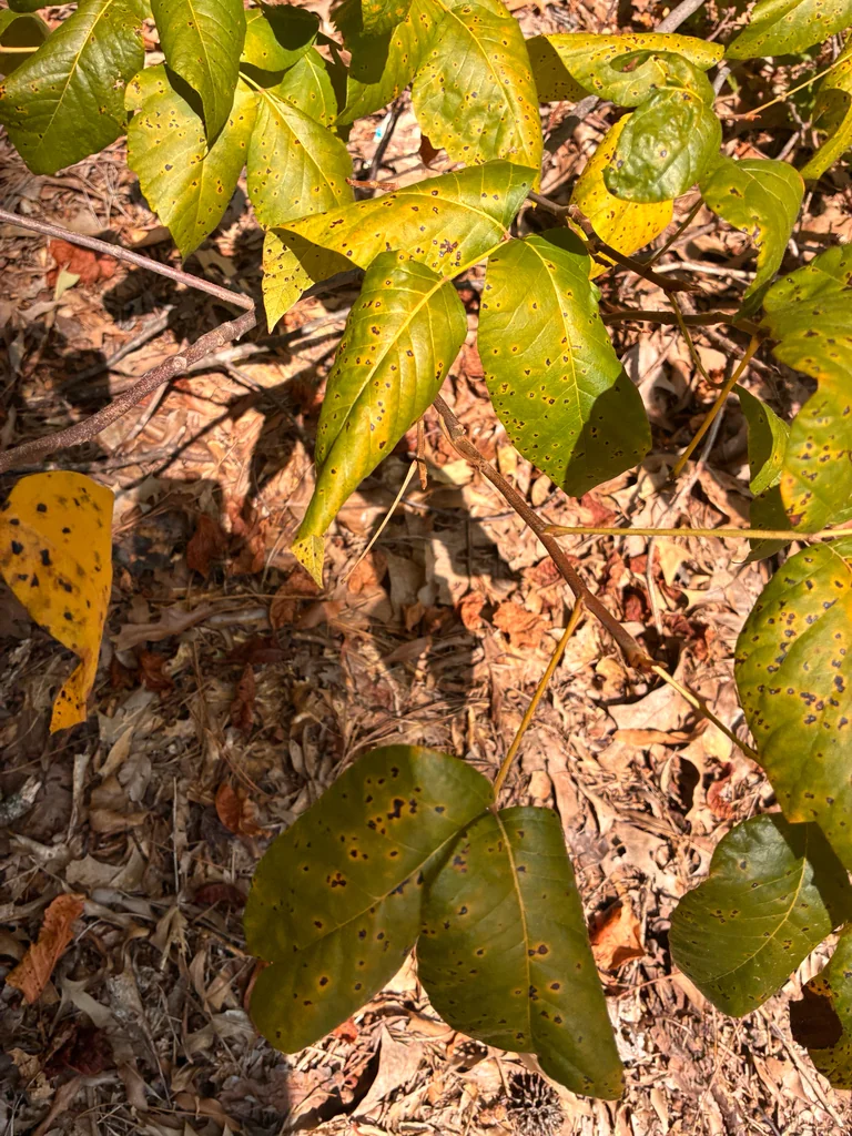 Toxicodendron Radicans