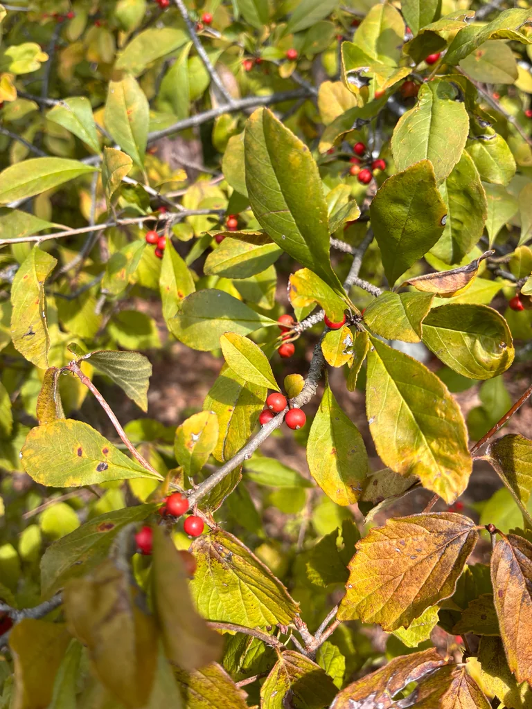 Ilex Decidua